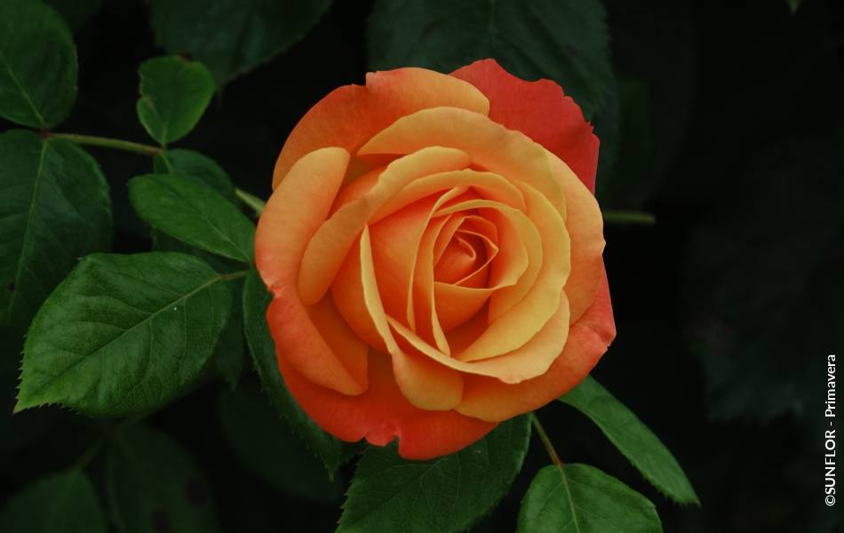 ©SUNFLOR - Primavera